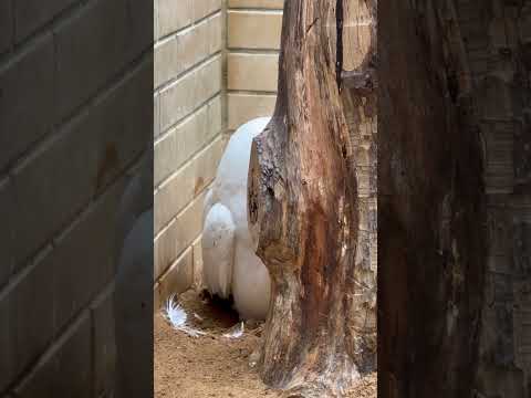 shorts フブキくんは かくれんぼ😅　シロフクロウ　浜松市動物園にて　2026年4月5日 サムネイル