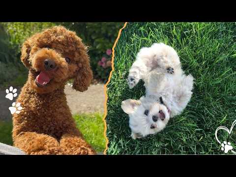 The 4 Best Low-Shedding Dog Breeds サムネイル