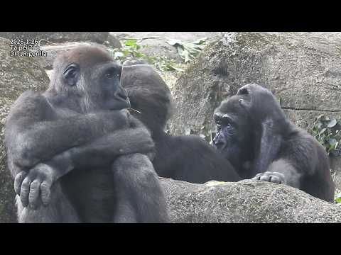 gorilla D'jeeco family 互動。拍。跑。搥胸。追逐。長巾。盪鞦韆 / Jabali看室內忽然通報d… サムネイル