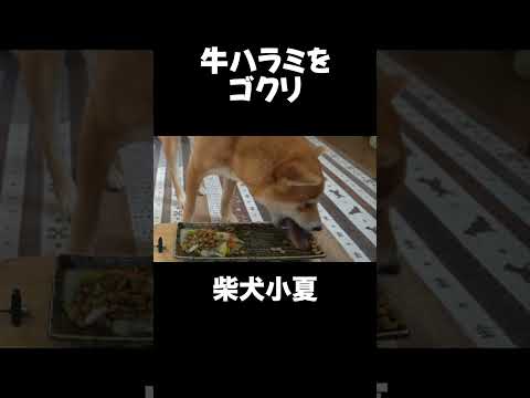 牛はらみ 柴犬 shibainu 癒し サムネイル