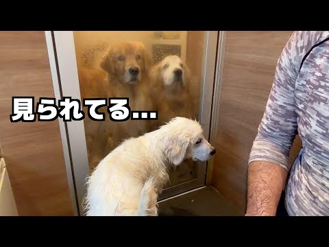 兄犬たちに見守られながら...豆きち初めてのお風呂 サムネイル