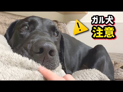 【ガル犬注意】唸って甘えるラブラドール サムネイル
