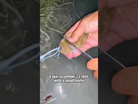 How Sea Cucumbers Escape Danger 🦑animals lovestory shortfee… サムネイル