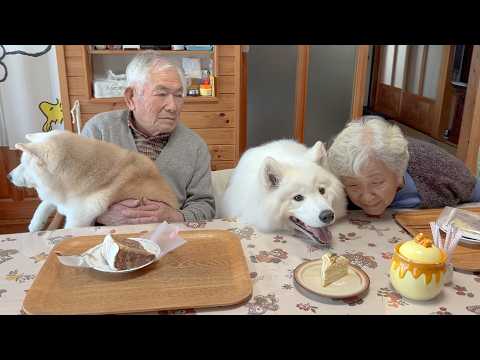 大好きなじいちゃんの誕生日を家族みんなと一緒にお祝いする柴犬とサモエド サムネイル