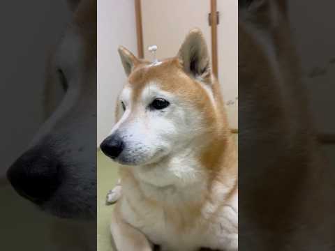 柴犬福 頭からえのきだけが生えてしまった柴犬🤣Sister and Shiba🤣姉と柴 shorts funny fu… サムネイル