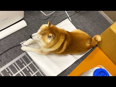 いつの間にか絶対乗ってはいけない紙の上でくつろいでいる柴犬 サムネイル