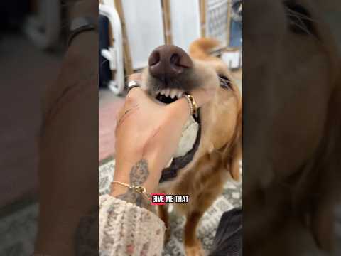 coming home to my golden retriever🥵goldenretreivers dog pup… サムネイル