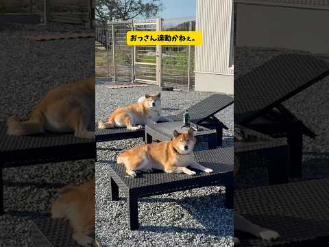 犬系YouTuberとコラボしたらこうなる。もちごめ兄弟×柴犬ロックちゃんねる#shorts #shortvideo… サムネイル