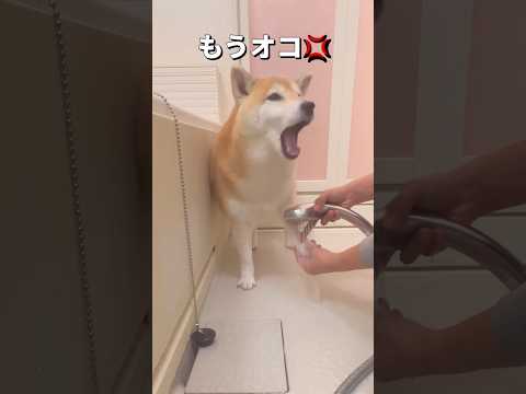 気が乗らないと文句言われる🤣柴犬 shibainu shorts サムネイル