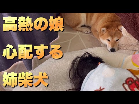 ２歳娘が高熱になり、その場を離れない柴犬。感動する反面…兄柴には…酷い扱いな柴犬 サムネイル