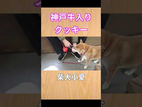 神戸牛入りクッキー #神戸  #柴犬 #shibainu #癒し サムネイル