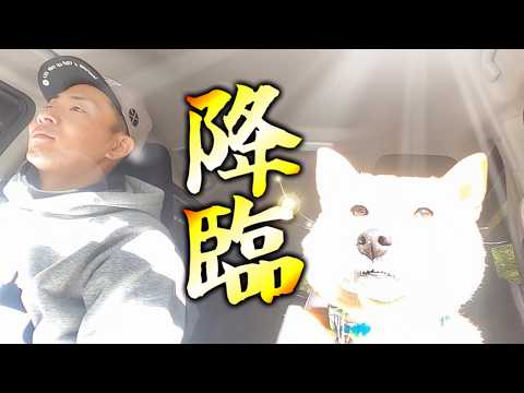 この一瞬を見逃すな！！柴犬が山犬の神になりかけた日 サムネイル