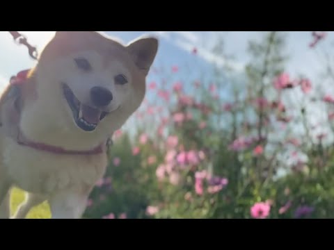 ルンルン♪コスモスを見に行ったよ　Walking Through the Cosmos on a Sunny Autu… サムネイル