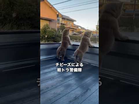 柴犬パピー3匹による軽トラ警備隊 柴犬 赤柴 黒柴 柴犬のいる暮らし サムネイル