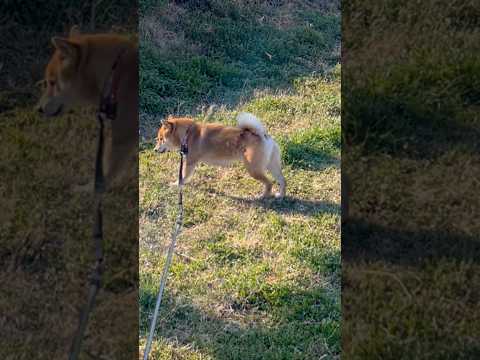 そっちの速度かーーーいっ😆　柴犬　柴犬とん サムネイル