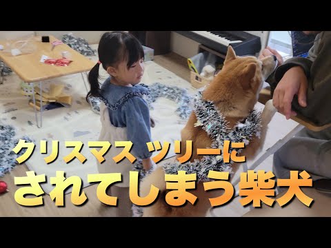 柴犬の事が好きすぎて、柴犬をクリスマスツリーに装飾する柴犬【DIY】 サムネイル