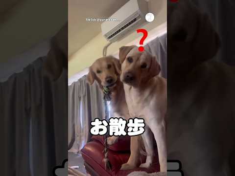 「お散歩」と聞いた瞬間、目の色が変わった2匹　ゴールデンレトリバー ラブラドールレトリバー 大型犬　犬　犬のいる暮らし サムネイル