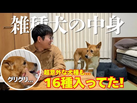 保護犬の雑種犬｜犬種検査の結果が予想を超えてきた！ サムネイル