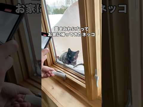 GPSを付けてお外に遊びに行ったら、除雪されてるところがあるのになぜか雪が積もってる方から帰ってきた 黒猫 保護猫 北… サムネイル