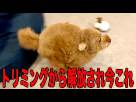 トリミングから解放され散歩に行くと分かった瞬間荒れ狂うトイプードル サムネイル