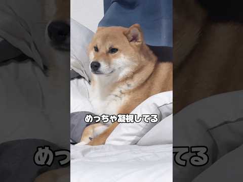 嫉妬柴犬再び... 柴犬 チワワ shorts サムネイル