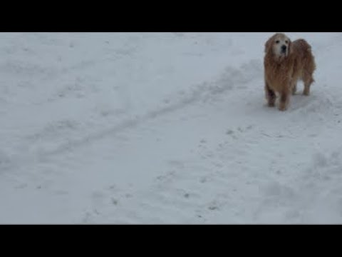 ミントの大冒険 がライブ配信中！ サムネイル