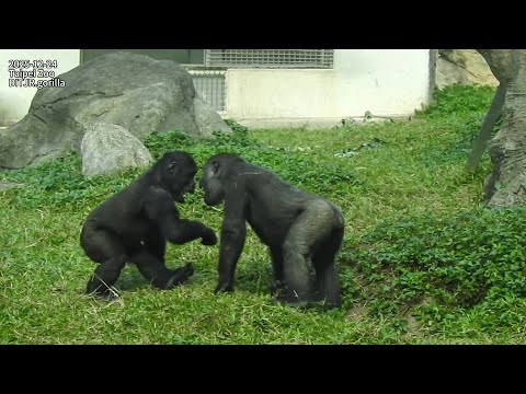 little gorilla Jabali打擾dad休息/D'jeeco看兒子打鬧/Tayari打擾Iriki餵Rin… サムネイル