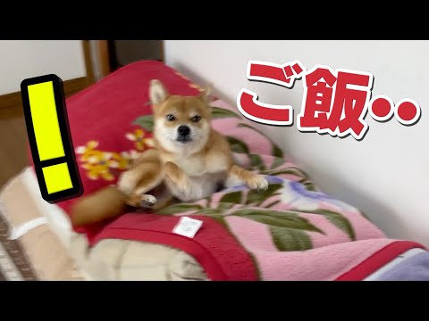 寛いでても「ご飯」の一言で大はしゃぎ　柴犬小夏　ASMR 新在家さんぽ サムネイル
