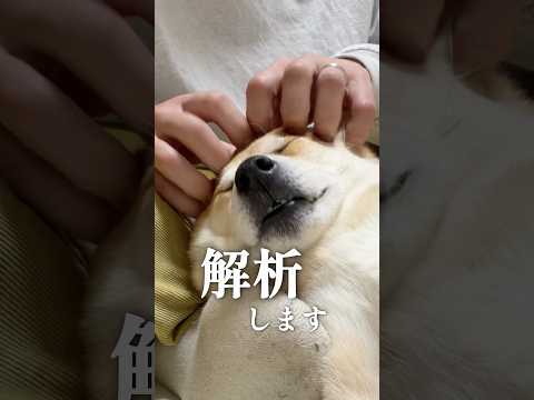 喰らう柴犬こむぎ サムネイル