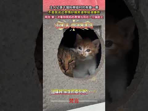主人记录下猫妈带娃时的有趣一幕 #貓 #貓咪 #有趣 #可愛 #搞笑 #萌寵 #cat #cute #amazing… サムネイル