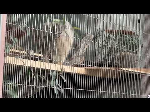 身体が大きい子はヤスくん？　マヌルネコのこども　東山動植物園にて　2025年12月15日 サムネイル