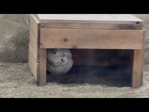 本日も無事2羽確認！　スバールバルライチョウ　那須どうぶつ王国にて　2026年1月9日 サムネイル