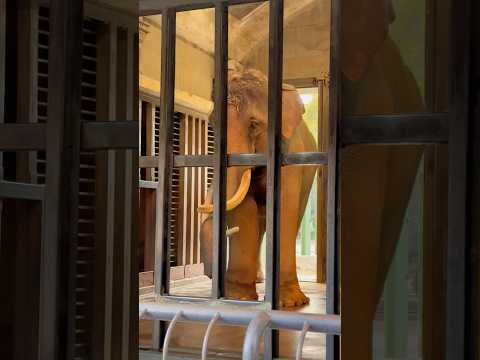 shorts ゾウのマックくん　王子動物園　2025年12月27日 サムネイル