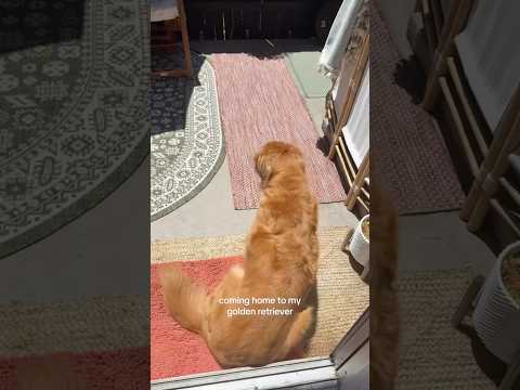 coming home to my golden retriever🥵goldenretreivers dog pup… サムネイル