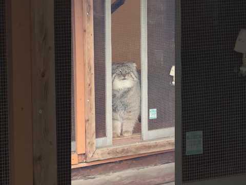 shorts 覗くロータスくん　マヌルネコ　埼玉県こども動物自然公園　2026年3月6日 サムネイル