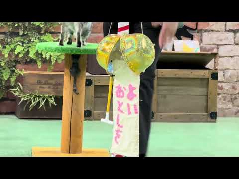 今年最後のご挨拶はヒマワリちゃん🌻 本日2025年キャッツ納め！なかなか見れない猫によるショー ザ・キャッツ　那須どう… サムネイル