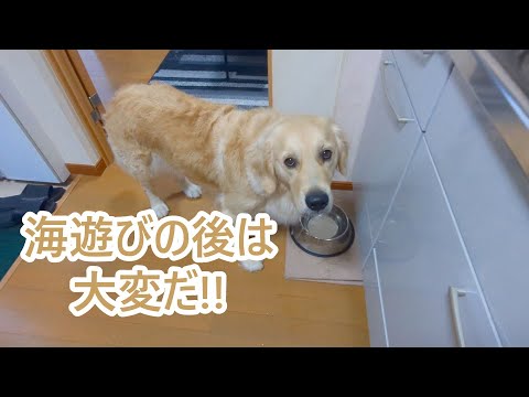 海遊びの後は大変だーゴールデンレトリバーティト サムネイル