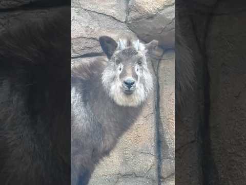 shorts おはようミカゲくん　ニホンカモシカ　那須どうぶつ王国にて　2026年2月27日 サムネイル