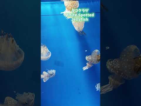 【鳥羽水族館】ゆらゆらクラゲ✨　#shorts サムネイル