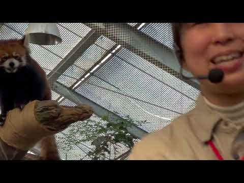 Let's！レッサ〜！！レッサーパンダトーク　神戸どうぶつ王国にて　2025年12月28日 サムネイル