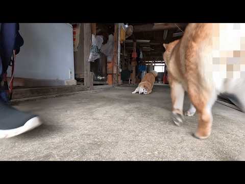 ほっぺドリフトしてたら抜け毛を吸い込んじゃったモモさん掃除機 サムネイル