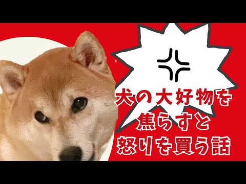 犬の大好物を焦らしてあげると、かえって怒りを買うという話🌰ﾊﾔｸ ｸﾚ💢 サムネイル