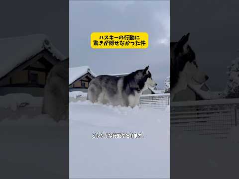 おバカと言われるハスキーが実は凄かった件 シベリアンハスキー 柴犬 shortvideo サムネイル