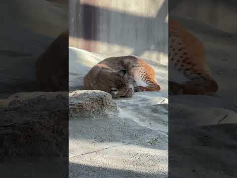 shorts シベリアオオヤマネコ　寝てるのは❓　王子動物園　2025年12月27日 サムネイル