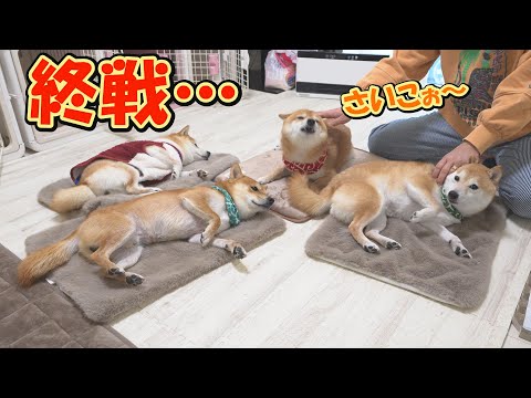 あったかマット１枚じゃ争いが絶えないので全員分買い、こうなりました・・・ サムネイル