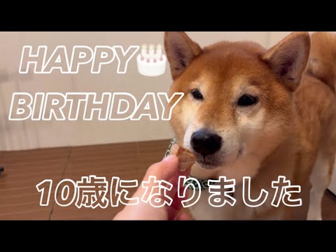 悟空、10歳になりました🐶happy birthday🎂🎉🍖 サムネイル