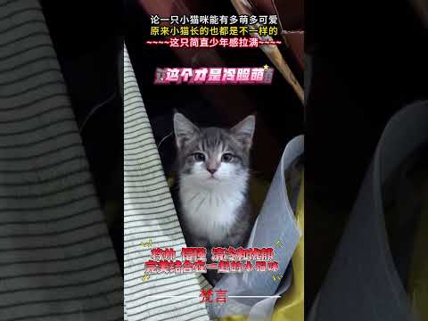 論一隻小貓咪能有多萌多可愛 貓 貓咪 可愛 萌寵 cat cute pets shorts サムネイル