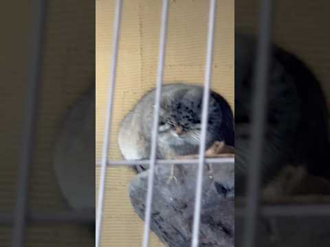 #shorts グルーシャくん　マヌルネコ　旭山動物園　2025年12月19日 サムネイル