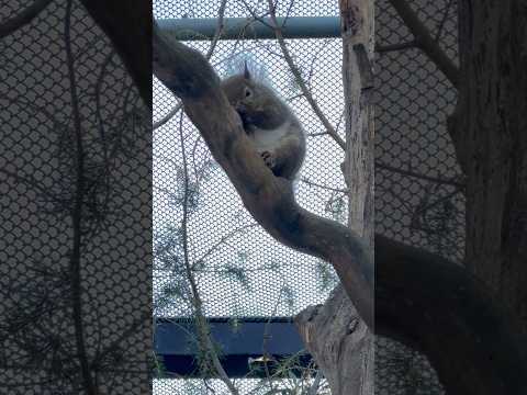 shorts ニホンリスの森　那須どうぶつ王国　2026年1月12日 サムネイル