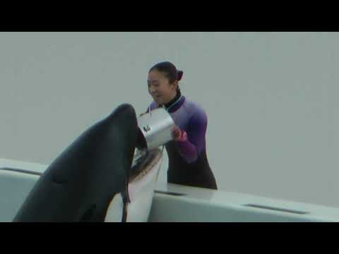 シャチのステラさんとランちゃん親子‼️  須磨シーワールド　2025年12月25日   00009 サムネイル